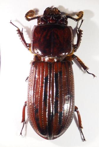 Passalus striolatus